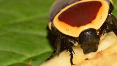 Kongo-Rosenkäfer (11).jpg